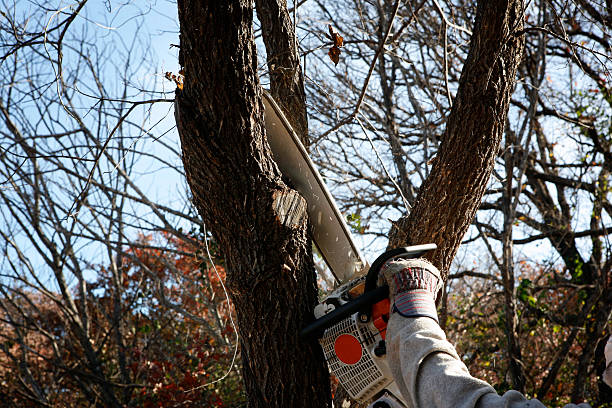 Best Tree Preservation Services  in Avon Lake, OH